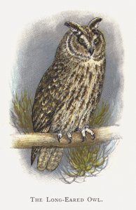 The Long-Eared Owl by Alexander Francis Lydon
